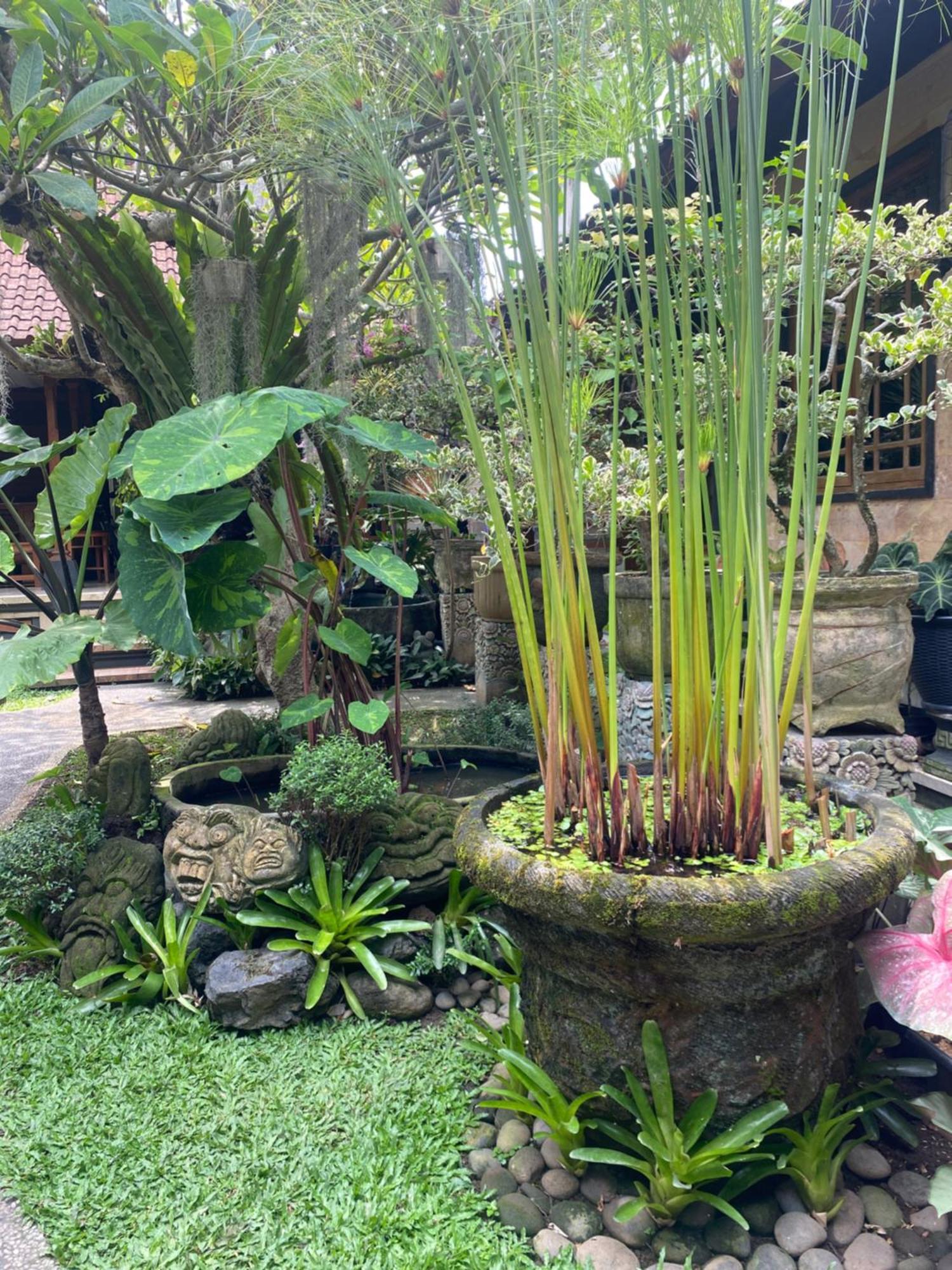 Gus Arditya Homestay Ουμπούντ Εξωτερικό φωτογραφία