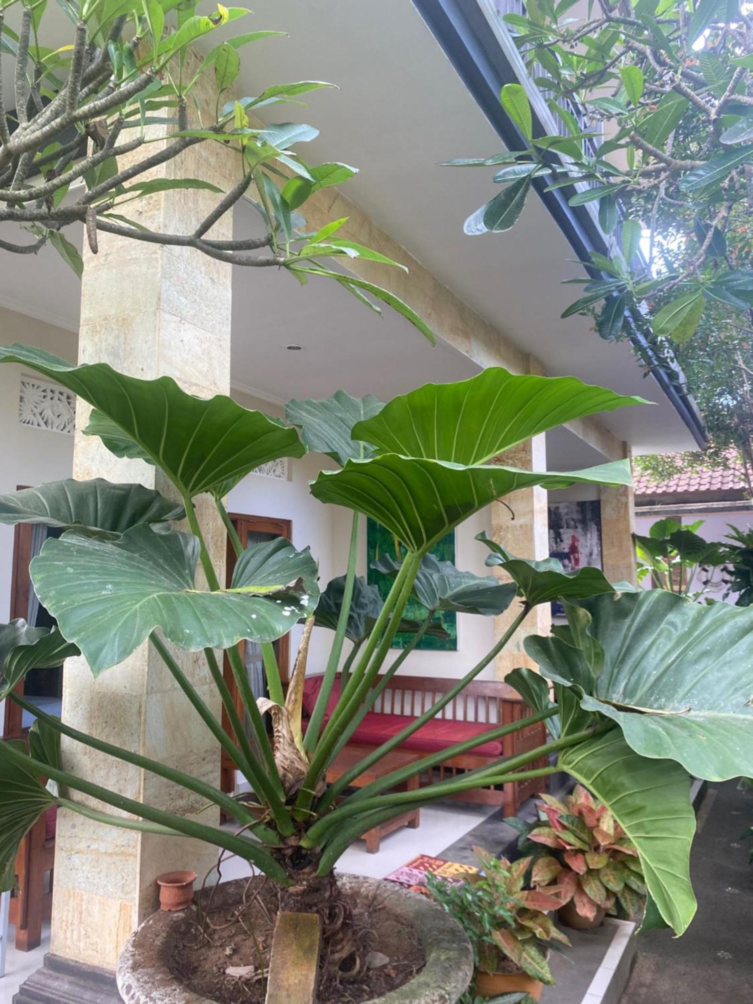 Gus Arditya Homestay Ουμπούντ Εξωτερικό φωτογραφία