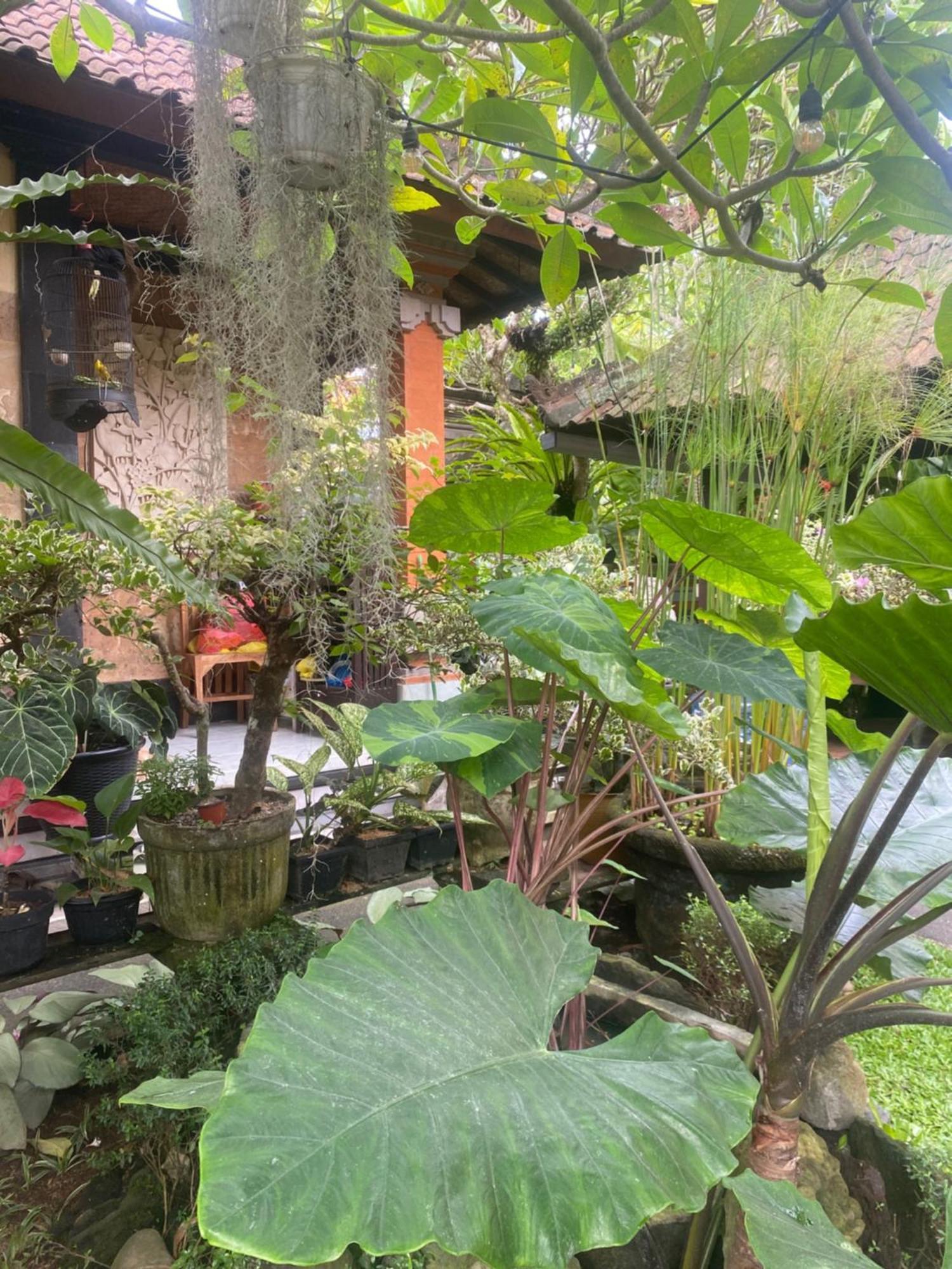 Gus Arditya Homestay Ουμπούντ Εξωτερικό φωτογραφία