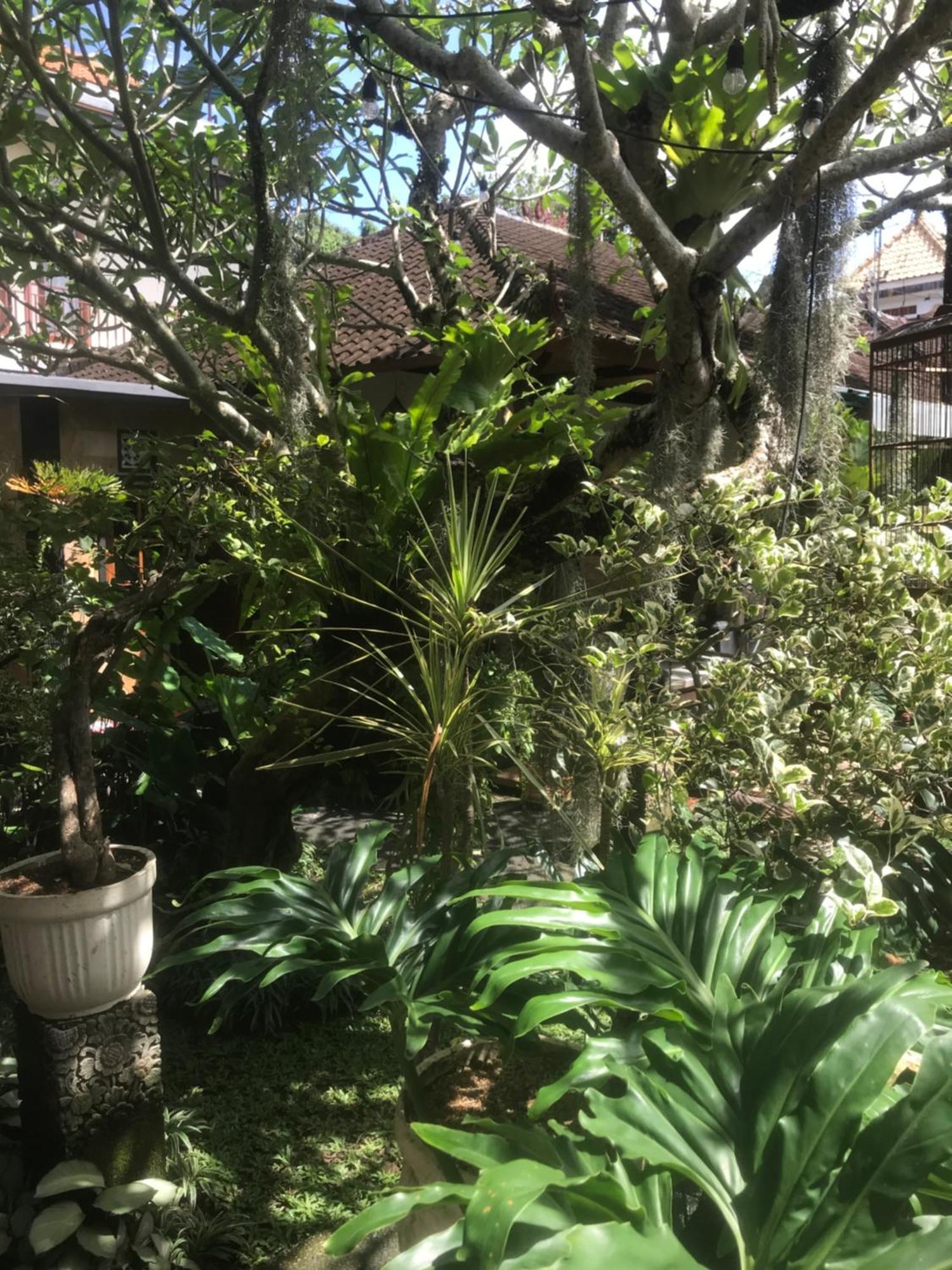 Gus Arditya Homestay Ουμπούντ Εξωτερικό φωτογραφία