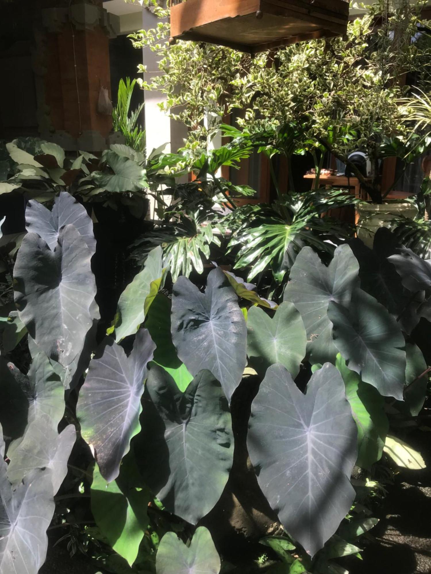 Gus Arditya Homestay Ουμπούντ Εξωτερικό φωτογραφία